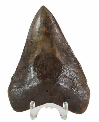 Fossil Megalodon Tooth - Georgia #89004